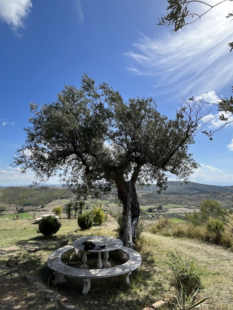 A fantastic location and olive trees are important for olive tourism